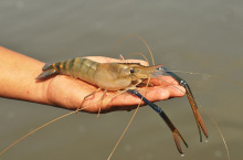 Аквапонная система Агроаспект+ AQUABOX ED